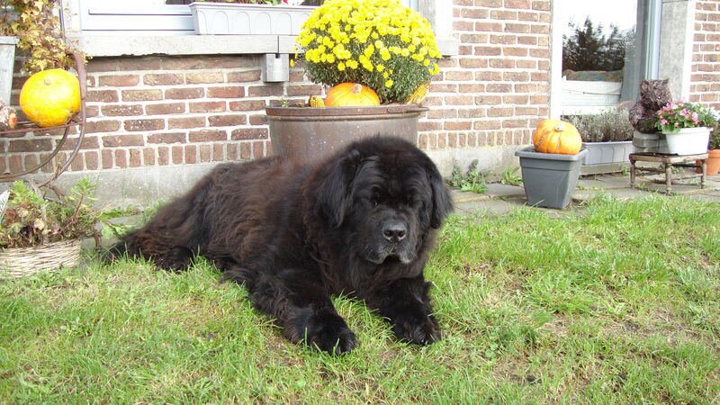 Foto van Casper