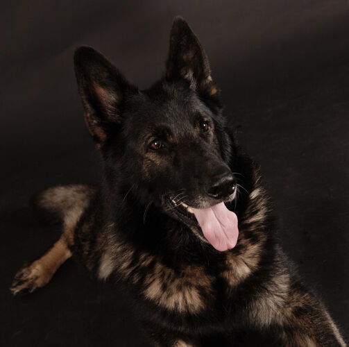 Foto van Argos