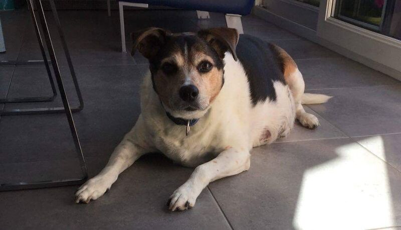 Foto van Shadow