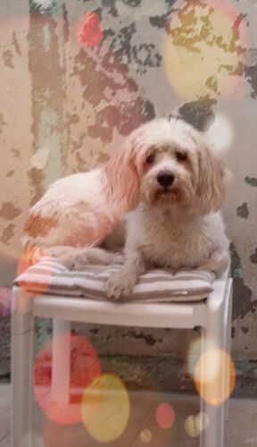 Foto van Milou