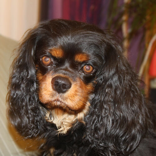 Foto van Feng