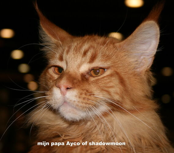 Foto van Ayco