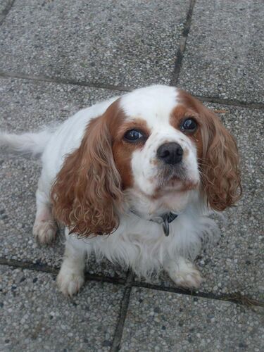 Foto van Bailey