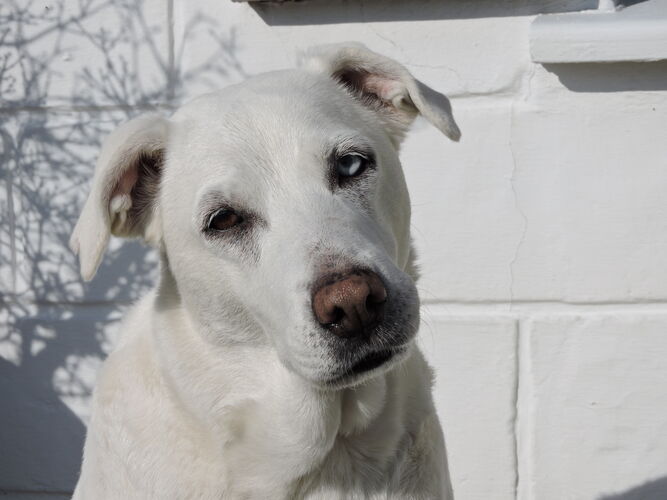 Foto van Blue