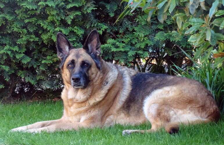 Foto van Sultan