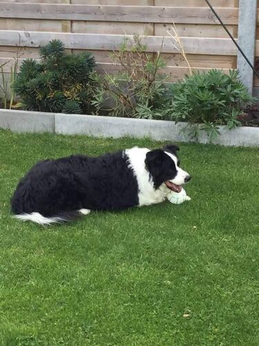 Foto van Bo