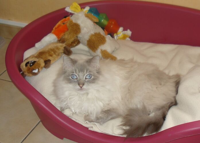 Foto van Fluffy