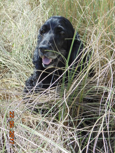 Foto van Pollux