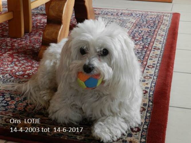 Foto van Lotje