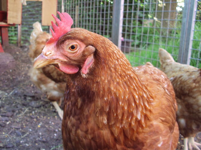 Foto van Angeltje