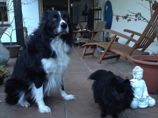 Foto van Blacky
