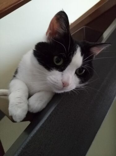Foto van Minou