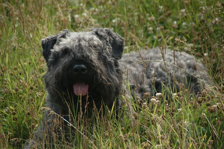 Foto van Dolly