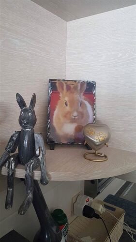 Foto van Witje