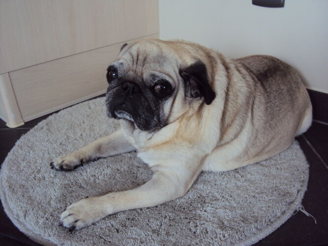 Foto van Balou