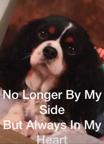 Foto van Milo