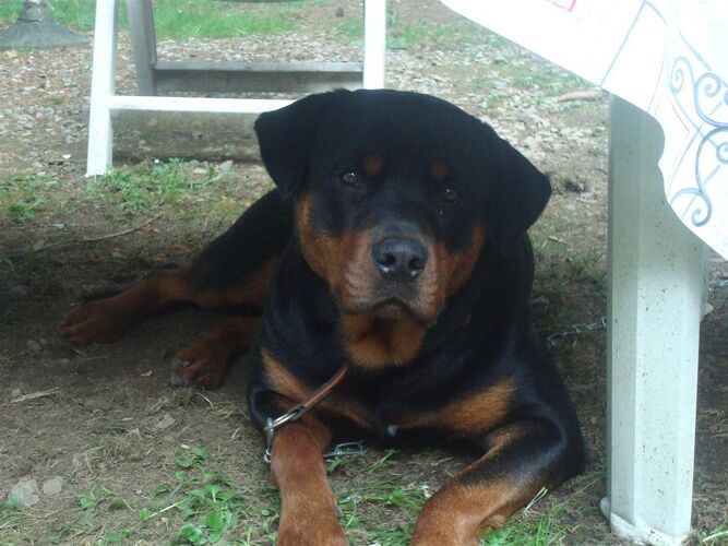 Foto van Max