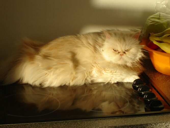 Foto van Lady