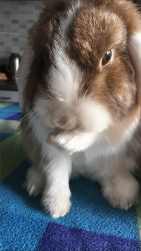 Foto van Maurice
