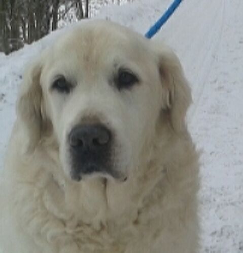 Foto van Dudley