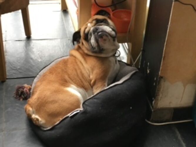 Foto van Lotte