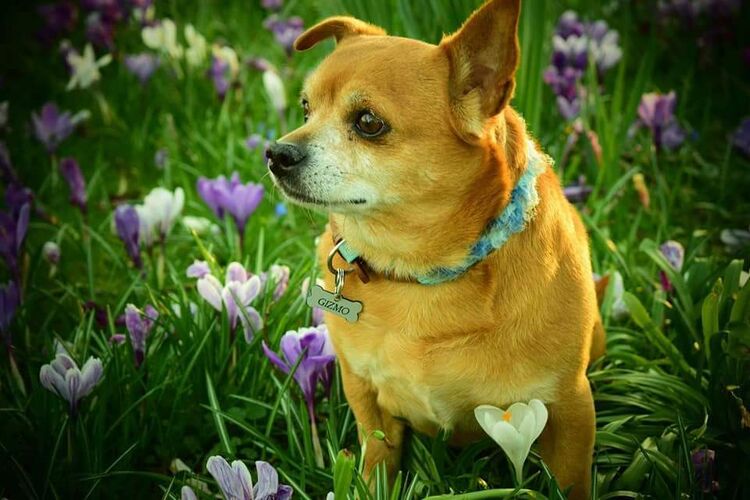 Foto van Gizmo