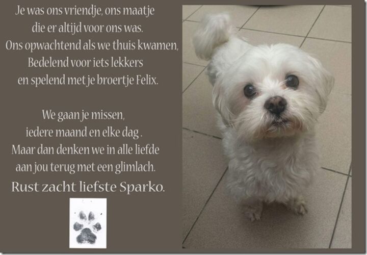 Foto van Sparko