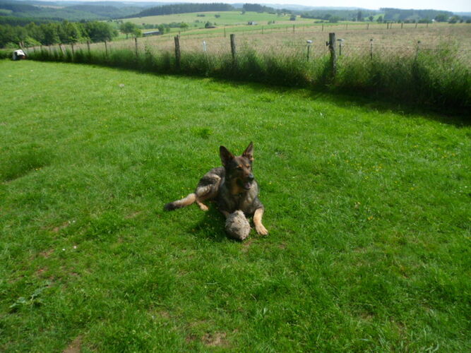 Foto van Max