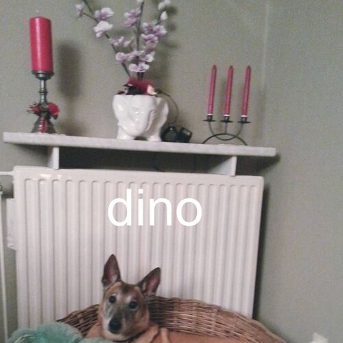 Foto van Dino