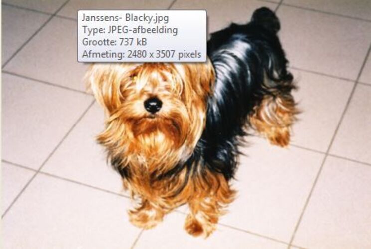 Foto van Blacky