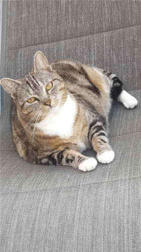 Foto van Motteke