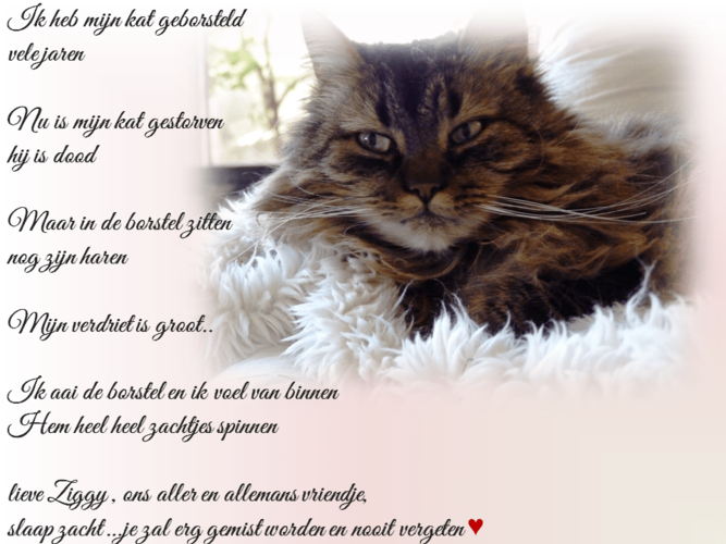 Foto van Ziggy