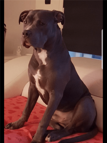 Foto van Ozzy