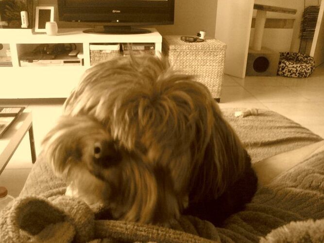 Foto van Spikey