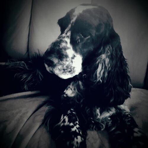 Foto van Scotty