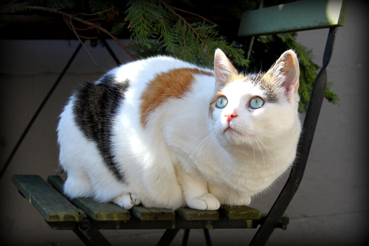 Foto van Pixie