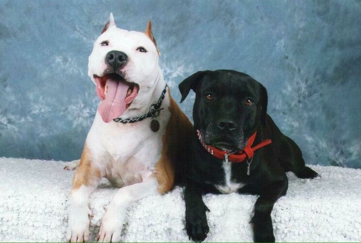 Foto van Thor & Saiko