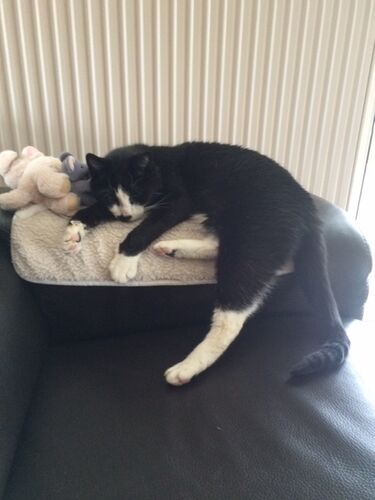 Foto van Felix