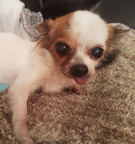 Foto van Lady