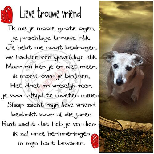 Foto van Lady