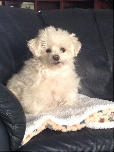 Foto van Daisy