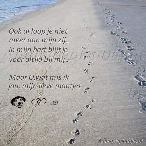 Foto van Bidou