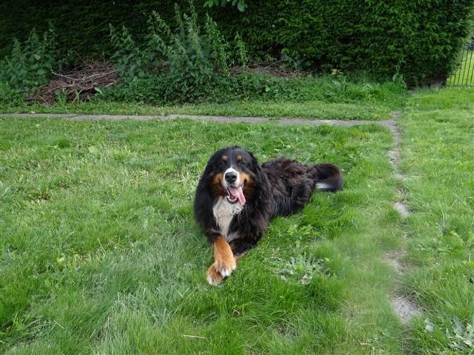 Foto van Balou