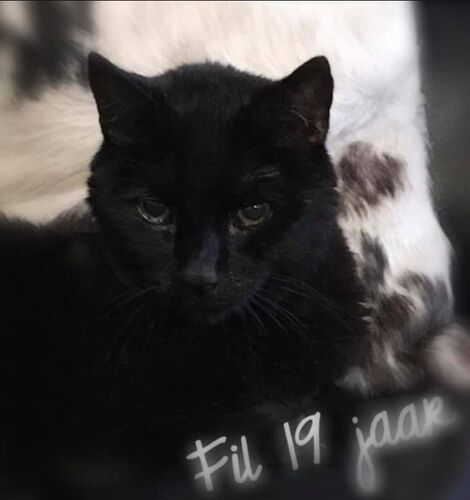 Foto van Fil
