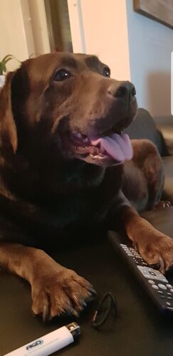 Foto van Meerle