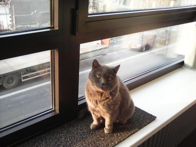 Foto van Mingus