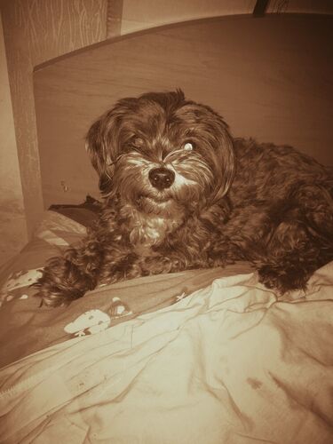 Foto van Lady