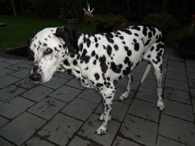Foto van Quincy