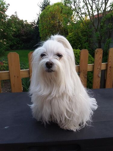 Foto van Laika