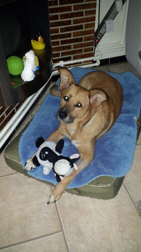 Foto van Pippin